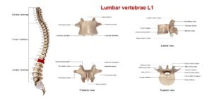 Остеофити (шипове) 1 анатомия на прешлени и дискове